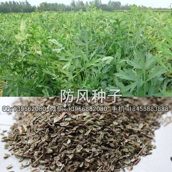 改良防風種子產地報價,亳州防風種子廠家批發(fā)價格