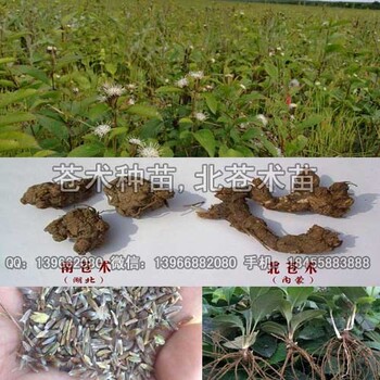 蒼術(shù)苗,蒼術(shù)種苗價格,朱砂點蒼術(shù)苗批發(fā)