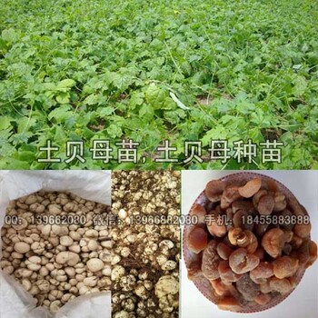 土貝母種苗廠家批發(fā)改良土貝母苗價(jià)格