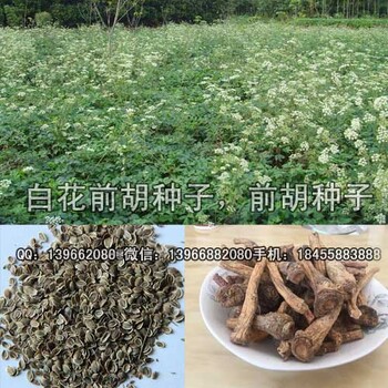 白花前胡种子厂家批发白花前胡种子价格