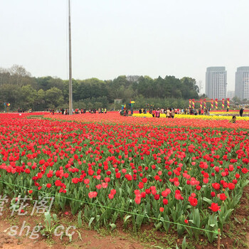 山东郁金香批发基地