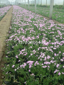 優(yōu)質(zhì)黑心菊種植基地