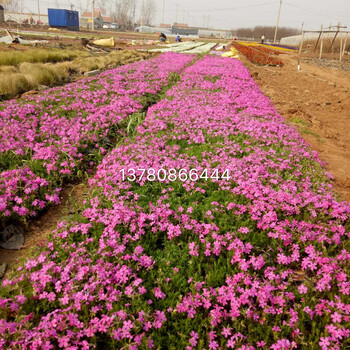 新疆薰衣草基地