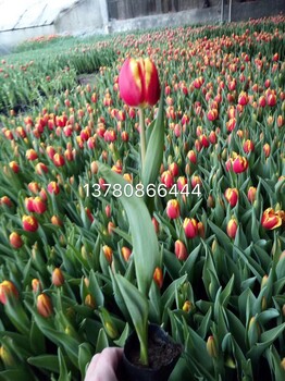 郁金香大種植基地
