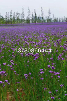 山東青州芝櫻種植批發(fā)基地