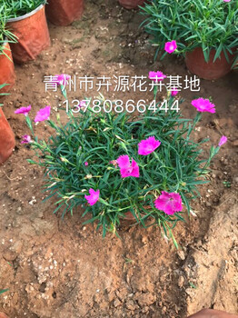 歐石竹基地價格
