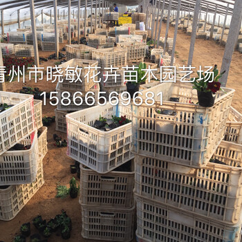 柳葉馬鞭草種苗