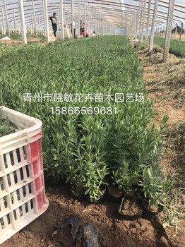 供应山东高性价羽扇豆，羽扇豆种植基地