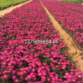 山東青州荷蘭菊種植基地價(jià)格