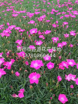 天人菊種植基地
