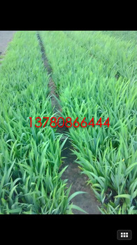 供應(yīng)觀賞草細(xì)葉芒種植基地