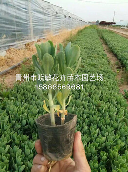 青州八寶景天基地種植
