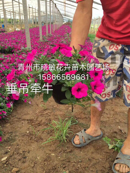 常德晓敏花卉青州草花,青州草花批发基地