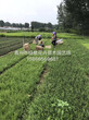 芝樱花海小苗种植基地推荐图片