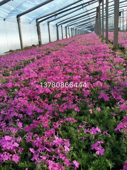 芝櫻種苗價格芝櫻花苗批發(fā)