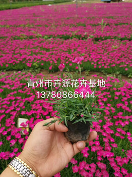 四季花海欧石竹小苗批发基地