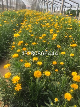 青州金雞菊基地