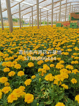 醡漿草種植基地