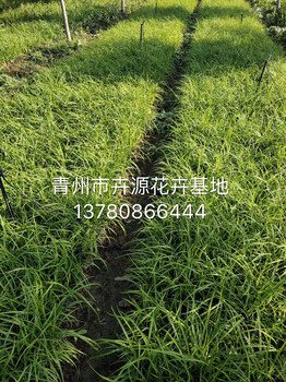 麥冬批發(fā)基地