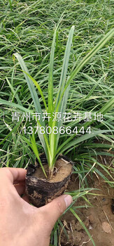 山東青綠苔草工程苗批發(fā)基地