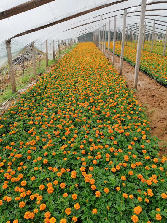 重庆青州草花基地总代青州草花批发