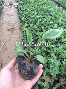 工程綠化草花松果菊批發(fā)基地