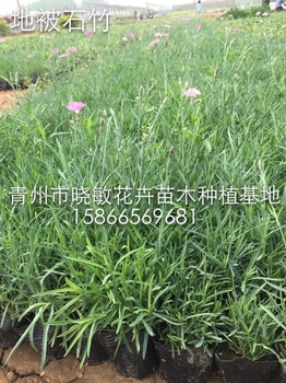 柳葉馬鞭草花海小苗批發(fā)基地