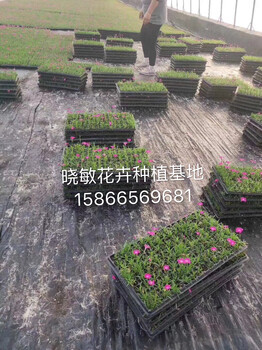 歐石竹穴盤苗