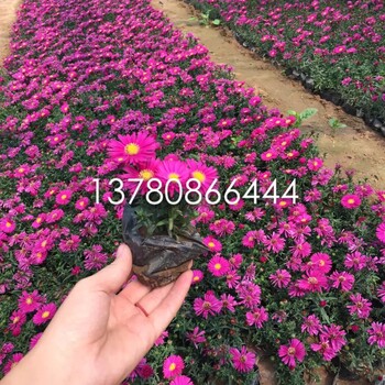山東荷蘭菊