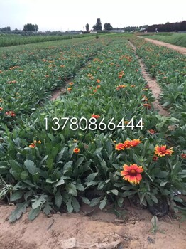 宿根天人菊營養(yǎng)缽苗批發(fā)