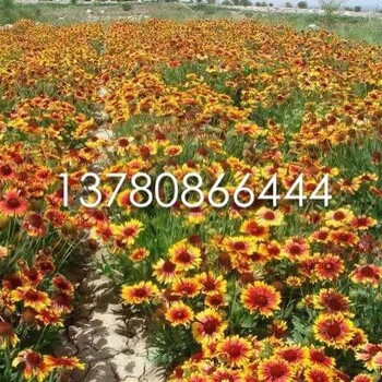 天人菊批發(fā)基地青州天人菊價(jià)格