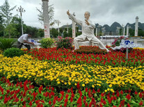 晓敏花卉青州草花种植基地,上海青州草花基地规格图片1