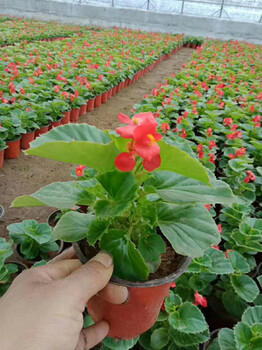 晓敏花卉青州草花基地,池州生产山东草花基地