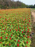 衡阳青州草花基地总代,青州草花价格图片4