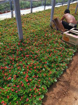 晓敏花卉绿化草花批发基地,三门峡绿化草花