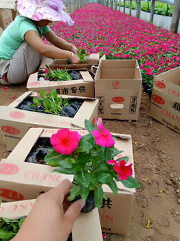 晓敏花卉青州草花价格,张家口青州草花基地厂家