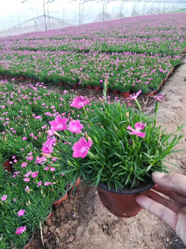 晓敏花卉欧石竹基地,襄樊欧石竹厂家