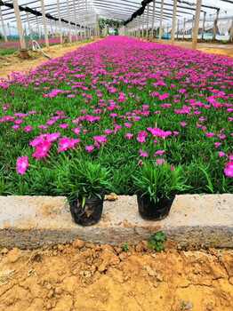 邵阳青州草花价格实惠