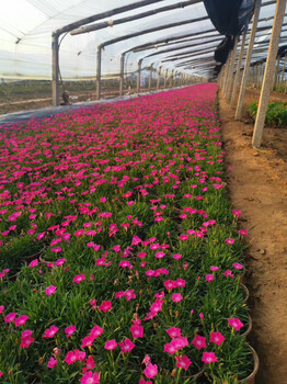 晓敏花卉欧石竹批发基地,襄樊欧石竹批发基地