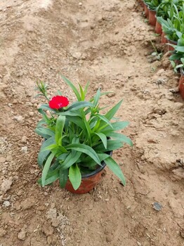 麗江青州草花基地,青州草花種植基地