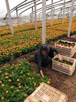 春季草花批發(fā)基地