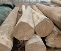 大剛木材老榆木板材,太原老榆木方木價格