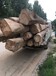 滁州榆木板材厂家联系方式