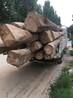 江津大量批发榆木板材