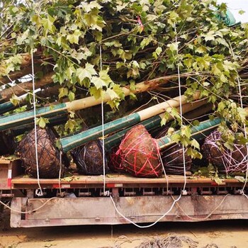 18公分三年冠法桐，18公分移植法桐