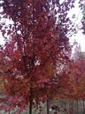 美國紅楓、12公分美國紅楓秋火焰濟寧基地報價
