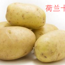 求购胡萝卜马铃薯土豆图片