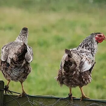 蛋鸡饲料教你怎么科学提高鸡群均匀度