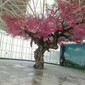 北京大型景觀樹訂做傳圖片