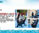 正规海狮​海洋生物展出租景观海洋展租赁图片